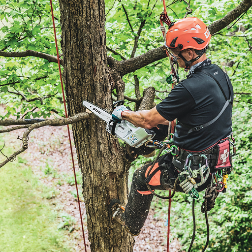 Stihl MSA 161 T Chainsaw in use